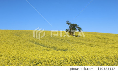 A solitary tree rises from a vast yellow rapeseed field beneath a cloudless blue sky. A solitary tree rises from a vast yellow rapeseed field beneath a cloudless blue sky. 140383432