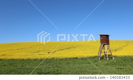 Wooden hunting blind stands beside a vast yellow rapeseed field under a deep blue sky, 140383433