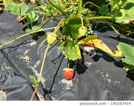 Ripening strawberry of Fragaria ananassa on a fruiting stem Ripening strawberry of Fragaria ananassa on a fruiting stem 140383434