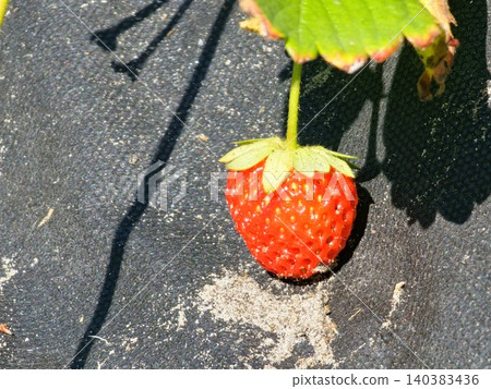 Single ripe strawberry of Fragaria ananassa in cultivation Single ripe strawberry of Fragaria ananassa in cultivation 140383436