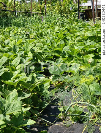 Cultivated strawberry bed of Fragaria ananassa in a home garden Cultivated strawberry bed of Fragaria ananassa in a home garden 140383441