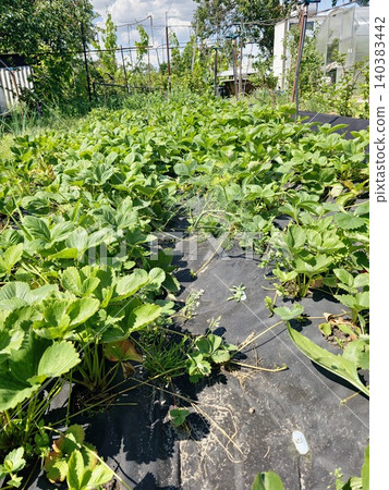 Rows of strawberry plants of Fragaria ananassa on black mulch Rows of strawberry plants of Fragaria ananassa on black mulch 140383442