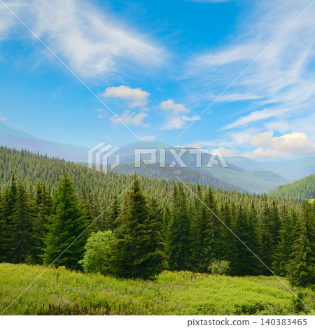 Serene Pine Forest Landscape with Mountain Vista 140383465