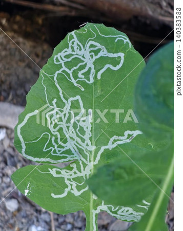 Leaf miner damage forming serpentine tunnels on a green vegetable leaf Leaf miner damage forming serpentine tunnels on a green vegetable leaf 140383588