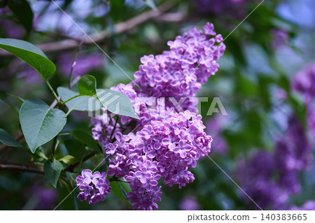 Lilac flowers blooming in a spring garden Lilac flowers blooming in a spring garden 140383665