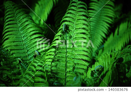 Green fern fronds growing in dark forest Green fern fronds growing in dark forest 140383676