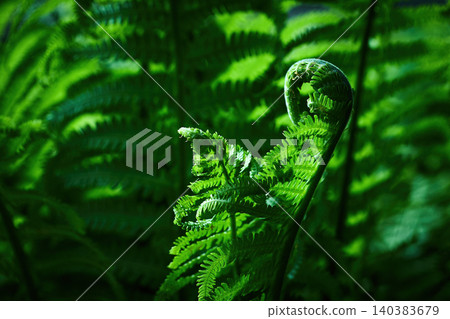 Unfurling vibrant green fern fiddlehead in forest 140383679