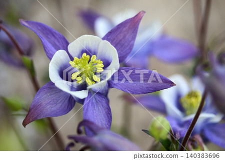 Purple columbine flower blooming in spring garden 140383696