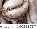 Close Up of Raw sapnish onions called Calcots Before Grilling Process Close Up of Raw sapnish onions called Calcots Before Grilling Process 140383737