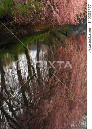 Weeping cherry blossoms reflected on the water Weeping cherry blossoms reflected on the water 140383777