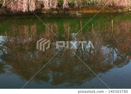 Weeping cherry blossoms reflected on the water Weeping cherry blossoms reflected on the water 140383780