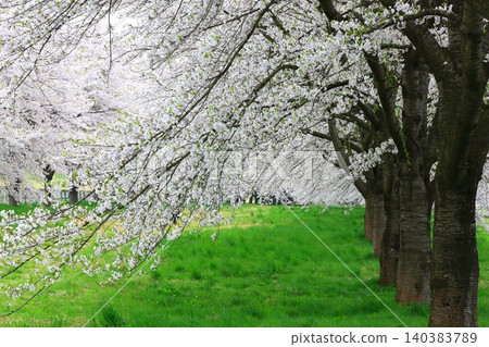 Scenery with cherry blossoms Scenery with cherry blossoms 140383789