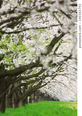 櫻花的風景 櫻花的風景 140383793