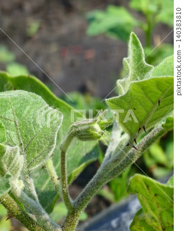 Eggplant bud of Solanum melongena in early development 140383810