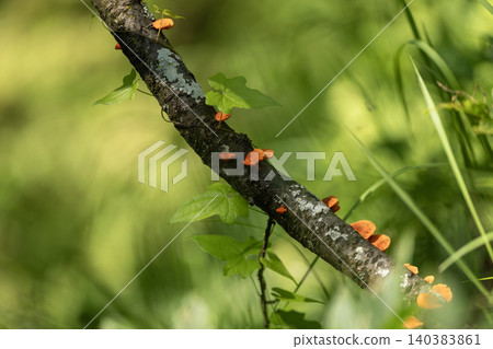 Orange fungi on tree branches stand out against a green background. Orange fungi on tree branches stand out against a green background. 140383861