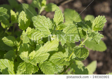 Fresh Green Lemon Balm Mint Plant Closeup Fresh Green Lemon Balm Mint Plant Closeup 140383901