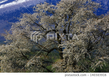 Mount Iwate stands out against the spring blue sky. Mount Iwate stands out against the spring blue sky. 140383916