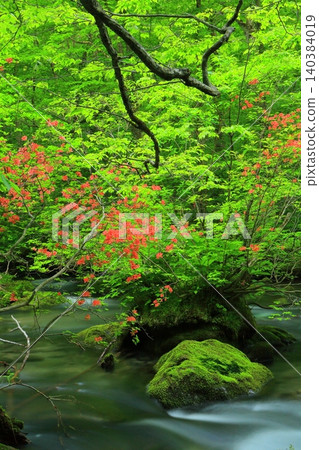 The beautiful Oirase Gorge with fresh greenery The beautiful Oirase Gorge with fresh greenery 140384019
