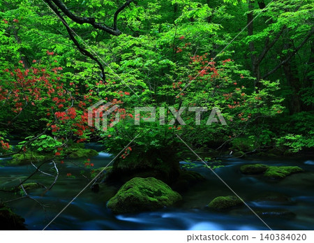 The beautiful Oirase Gorge with fresh greenery The beautiful Oirase Gorge with fresh greenery 140384020