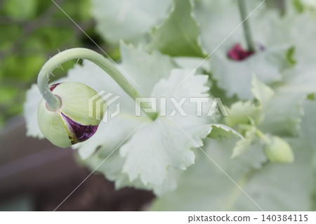 Emerging Opium Poppy Flower Bud Closeup Emerging Opium Poppy Flower Bud Closeup 140384115