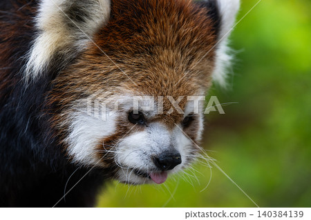 Innocent Red Panda Innocent Red Panda 140384139