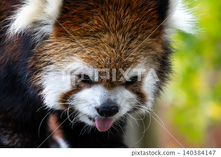 Innocent Red Panda 140384147