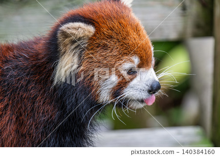 Innocent Red Panda 140384160