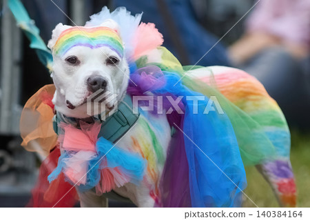 Pit bull dog celebrating pride with rainbow costume Pit bull dog celebrating pride with rainbow costume 140384164