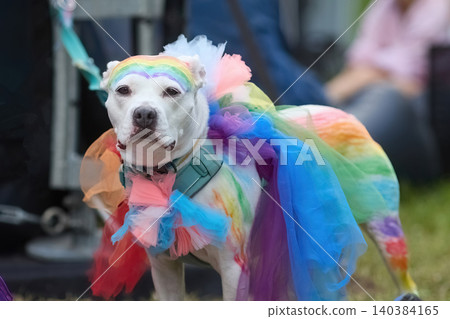 Colorful dog dressed in rainbow tutu celebrating lgbtq pride parade Colorful dog dressed in rainbow tutu celebrating lgbtq pride parade 140384165