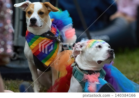 Dogs wearing rainbow costumes attending pride event Dogs wearing rainbow costumes attending pride event 140384166