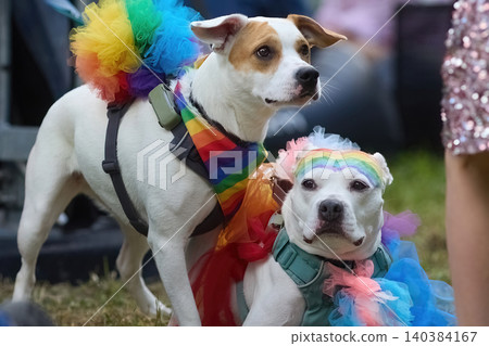 Two dogs standing wearing rainbow pride accessories Two dogs standing wearing rainbow pride accessories 140384167