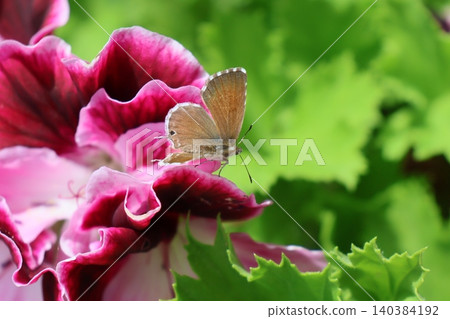 Geranium Bronze Butterfly on Magenta Pelargonium Flower Geranium Bronze Butterfly on Magenta Pelargonium Flower 140384192