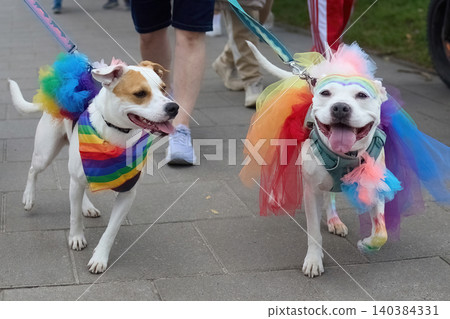 Dogs celebrating pride day wearing rainbow costumes Dogs celebrating pride day wearing rainbow costumes 140384331