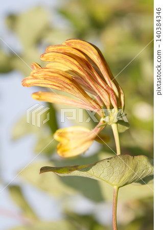 Honeysuckle Flower Buds in Golden Sunlight Closeup Honeysuckle Flower Buds in Golden Sunlight Closeup 140384346