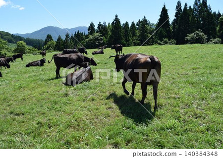 Cattle grazing Tsukiyama Kogen Ranch Yamagata Prefecture Cattle grazing Tsukiyama Kogen Ranch Yamagata Prefecture 140384348