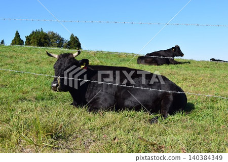 放牧 月山高原牧場 山形縣 放牧 月山高原牧場 山形縣 140384349