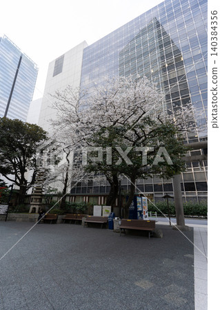 Cherry blossoms and skyscrapers at Toranomon Kotohira Shrine 140384356