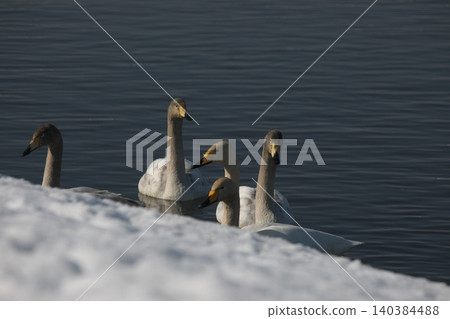 Swans resting on the water Swans resting on the water 140384488