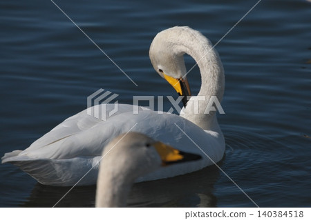 Swans resting on the water 140384518