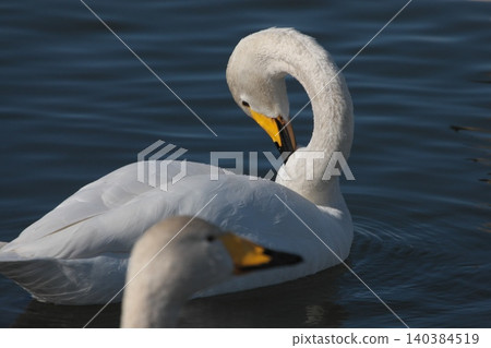 Swans resting on the water Swans resting on the water 140384519