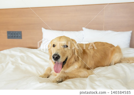 A Golden Retriever sitting on a bed A Golden Retriever sitting on a bed 140384585