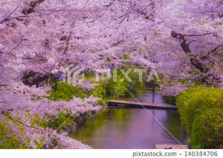 Cherry blossom scenery covering the waterside (Shukugawara) Cherry blossom scenery covering the waterside (Shukugawara) 140384706