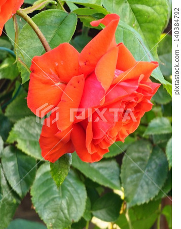 Orange hybrid tea rose of Rosa hybrida among green foliage Orange hybrid tea rose of Rosa hybrida among green foliage 140384792