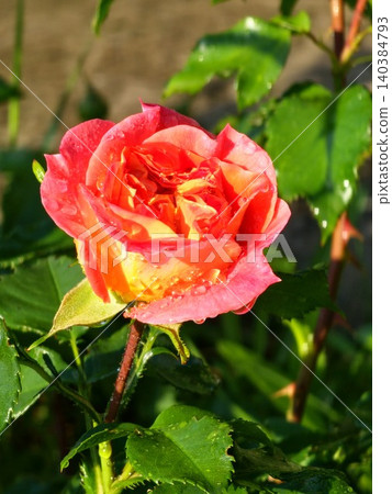 Partially opened rose of Rosa hybrida covered with raindrops Partially opened rose of Rosa hybrida covered with raindrops 140384793