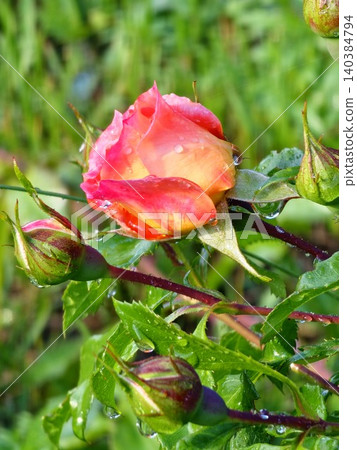 Peach rose bud of Rosa hybrida after rain Peach rose bud of Rosa hybrida after rain 140384794