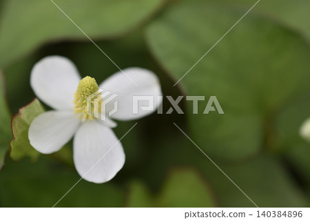 Houttuynia cordata Houttuynia cordata 140384896