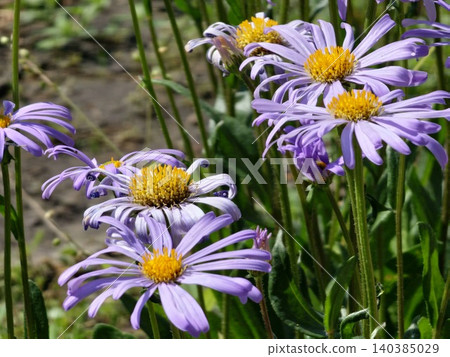 Group of Italian aster flowers Aster amellus in bloom 140385029