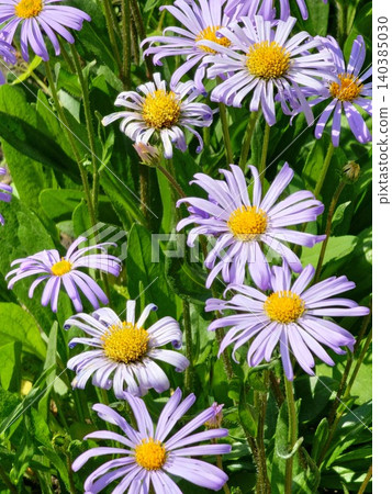 Italian aster flowers of Aster amellus in full bloom 140385030