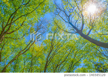 Spring leaves and the sun Spring leaves and the sun 140385120