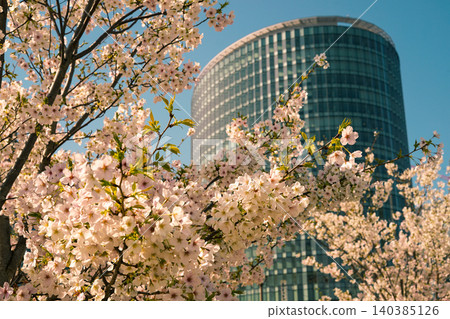 Cherry blossoms at Takashima Waterfront Park Cherry blossoms at Takashima Waterfront Park 140385126